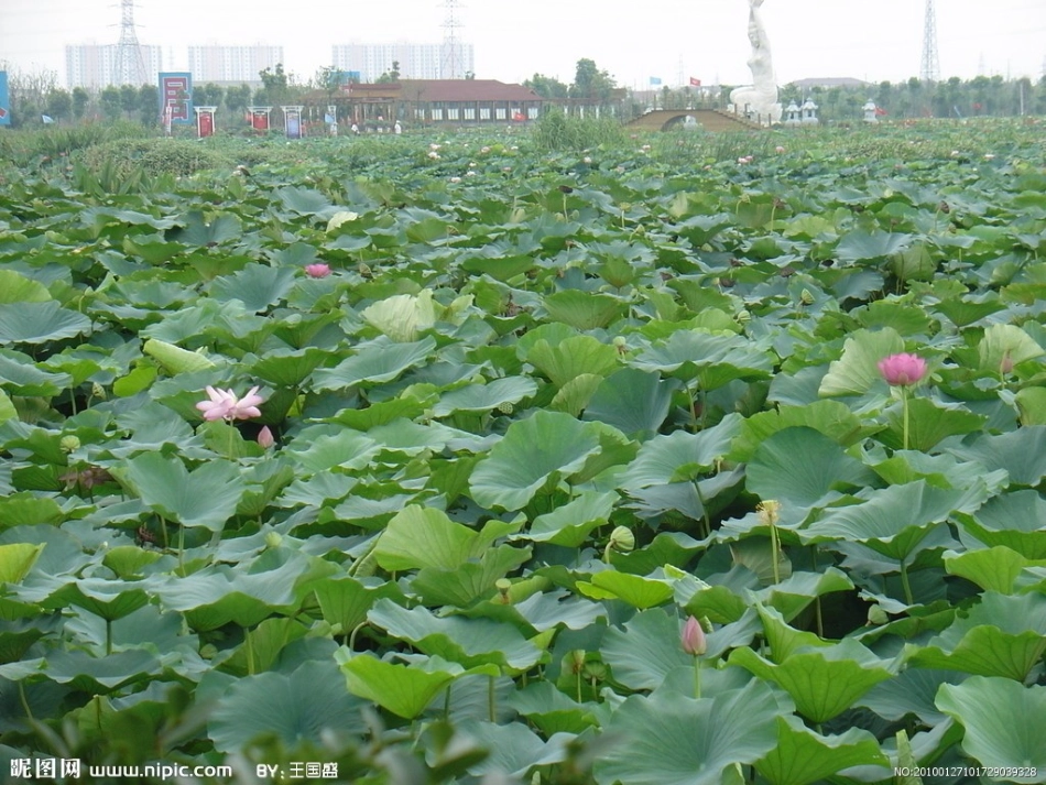 人教版一年级语文下册14、荷叶圆圆PPT课件_第1页