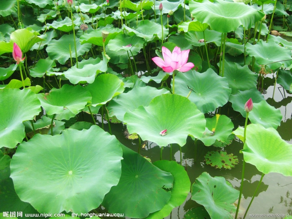 人教版一年级语文下册14、荷叶圆圆PPT课件_第2页