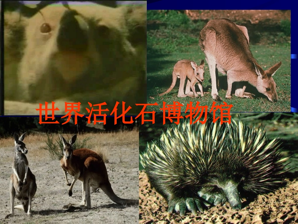 地理高考国家专题复习：澳大利亚_第2页