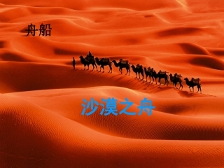 沙漠之舟定稿
