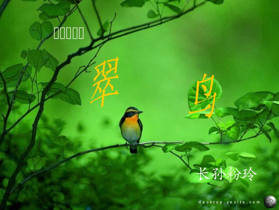 三年级下册语文《翠鸟》课件_第1页