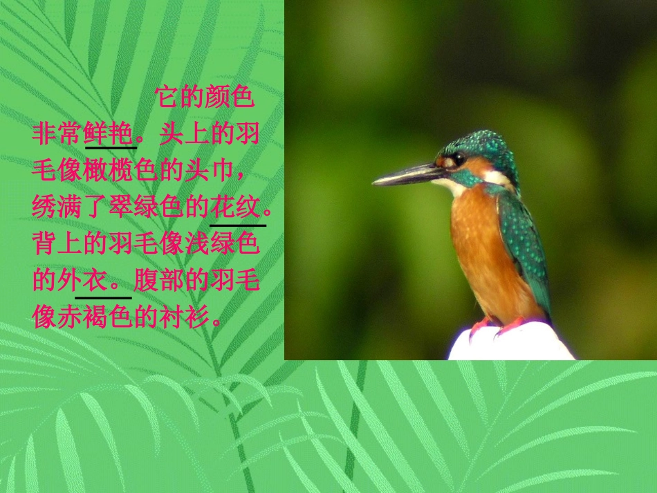 三年级下册语文《翠鸟》课件_第2页