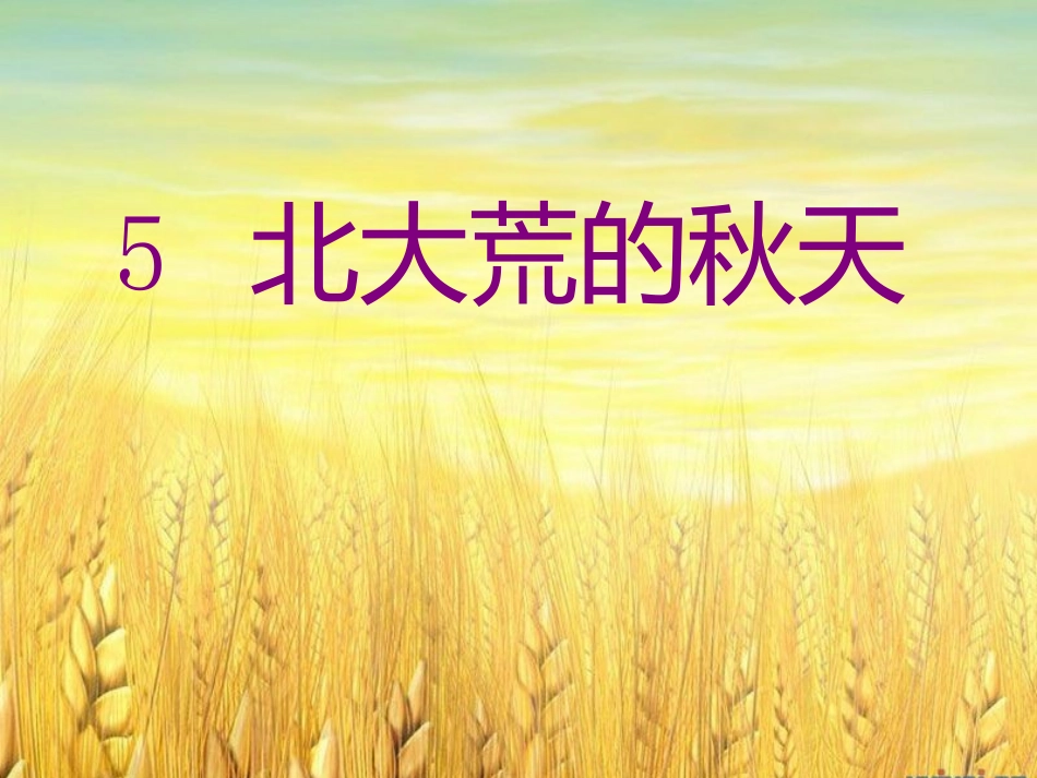 北大荒的秋天 _第1页