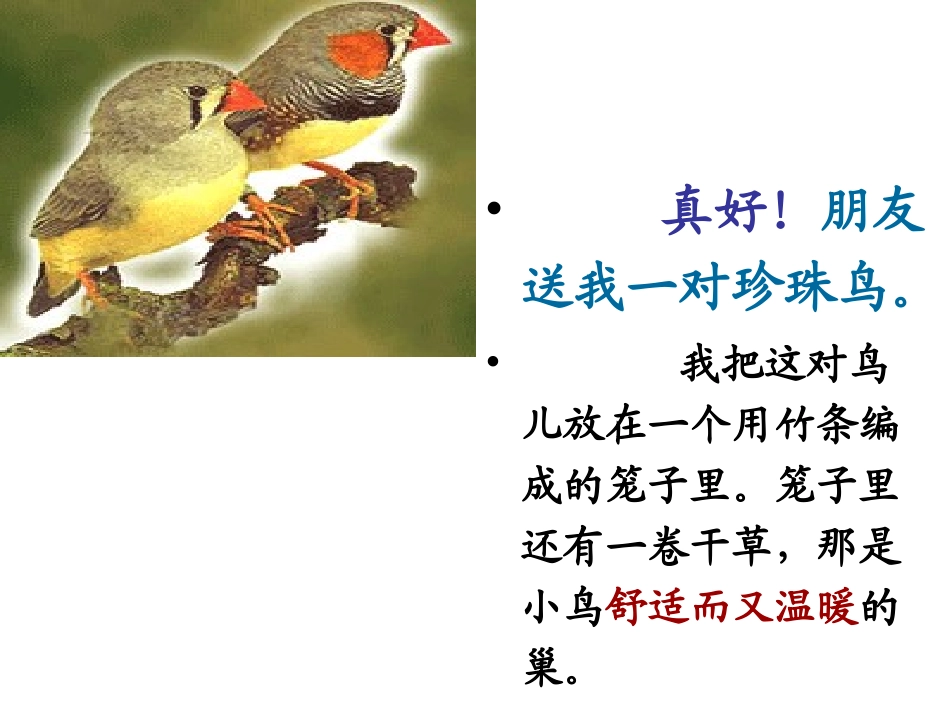 《珍珠鸟》2_第2页