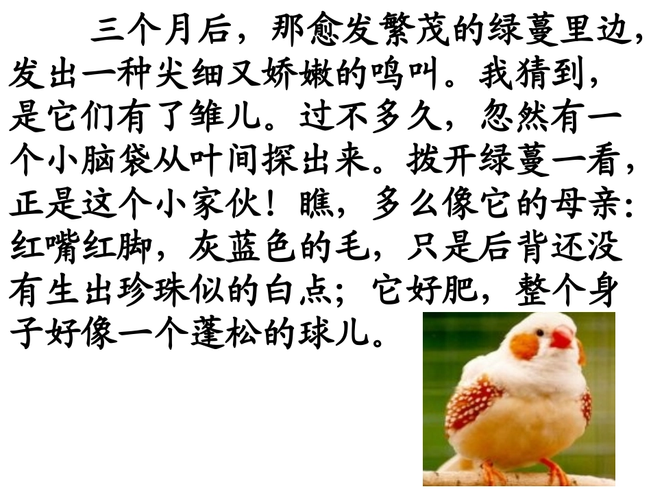 《珍珠鸟》2_第3页