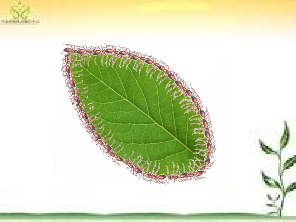 什么是周长_北师大版__课件_第3页