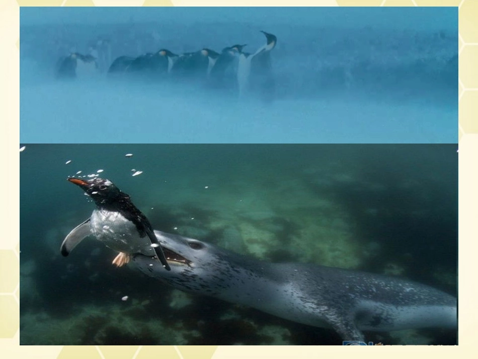 高中语文 热爱生命课件 新人教版必修4 课件_第2页