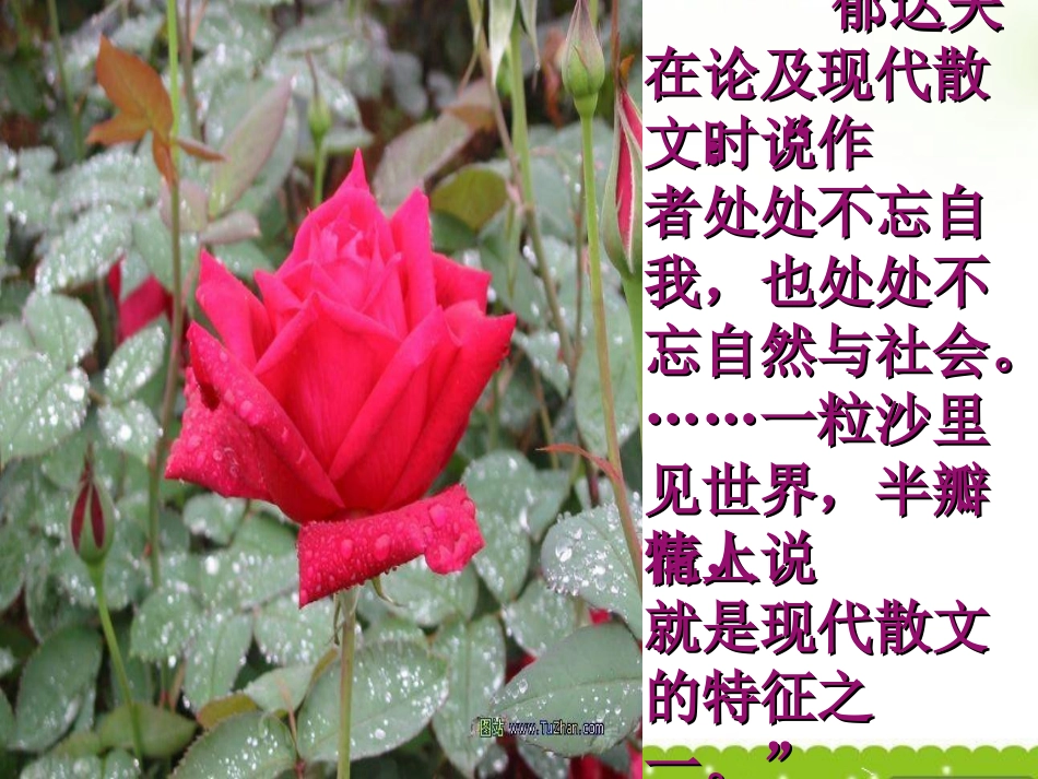 高中语文 荷塘月色7 沪教版第五册 课件_第3页