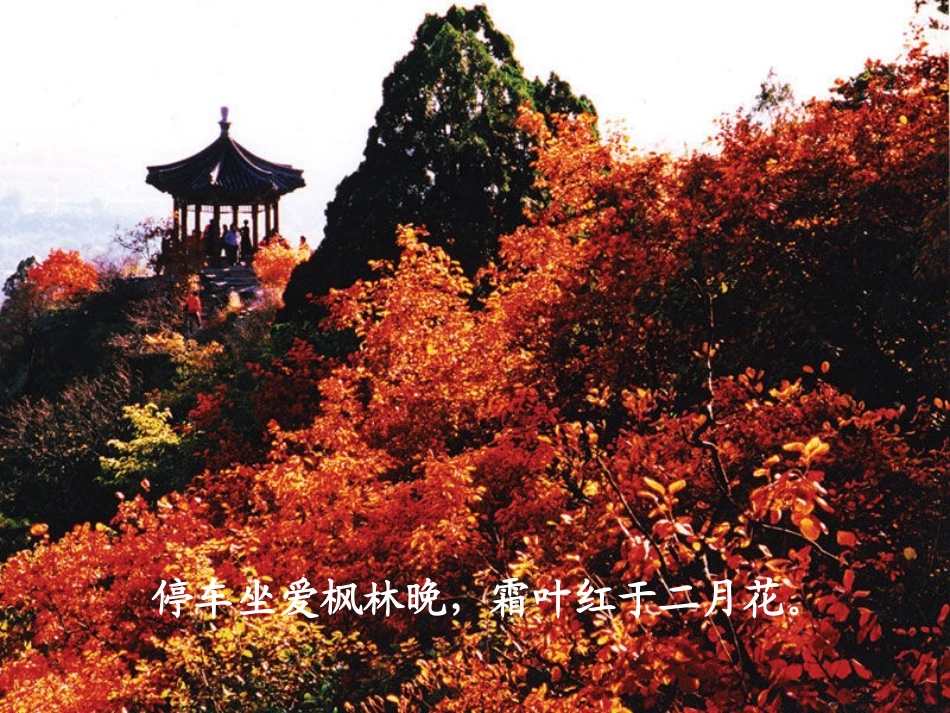 高中语文 故都的秋6课件 新人教版必修2 课件_第2页