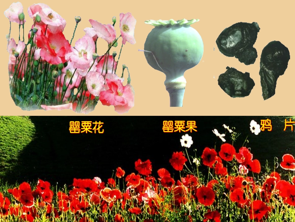 江苏省南京市高淳县外国语学校八年级历史上册 第1课 鸦片战争课件 新人教版 课件_第1页