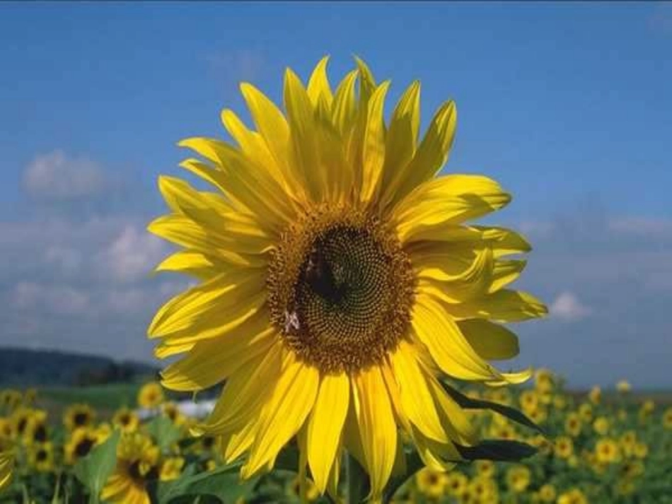 高三英语 unit14 primates课件 人教版 课件_第1页