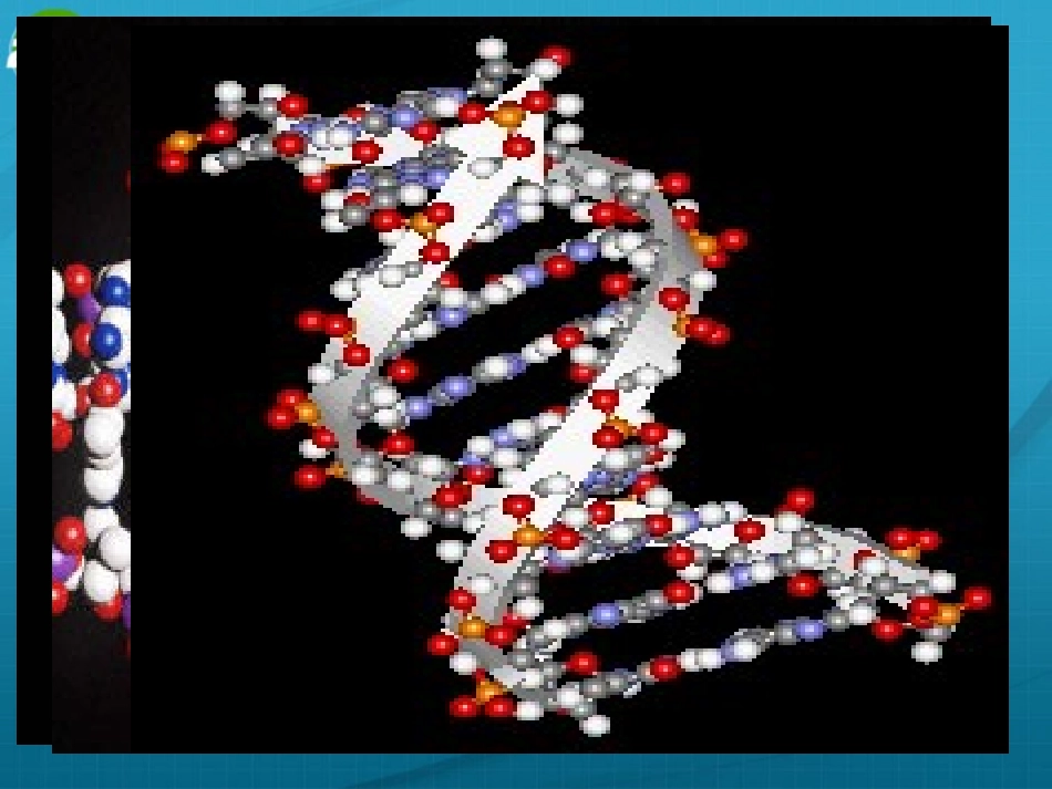 高中英语 Module 2 DNA- the Secret of Life课件 外研版选修9 课件_第2页