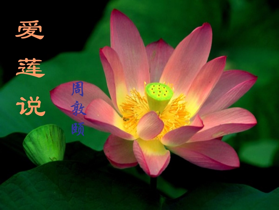 爱莲说 课件_第1页