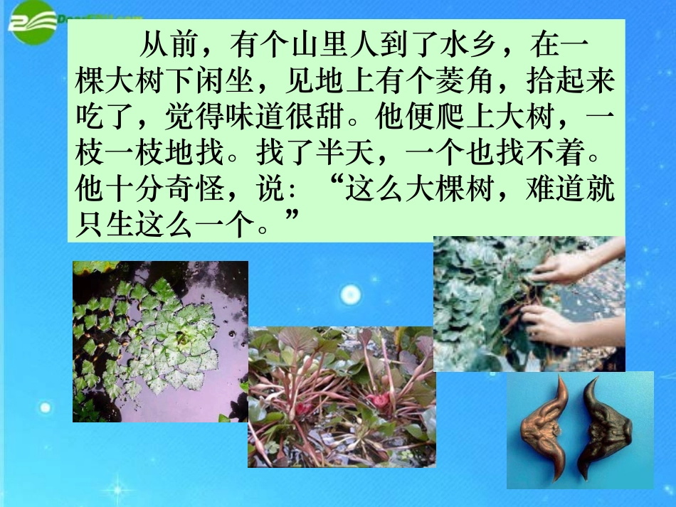 高中语文(菱角的喜剧)课件 粤教版必修2 课件_第2页