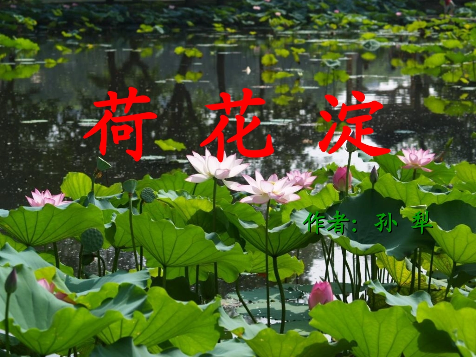 高中语文(荷花淀)课件 鲁教版必修2 课件_第1页