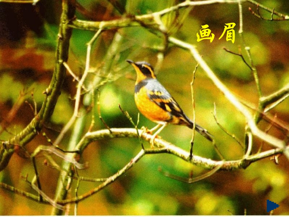 高中语文(这个世界的音乐)课件6 北京版必修2 课件_第3页