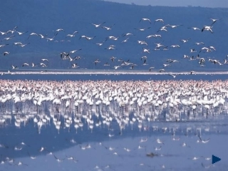 高中语文(这个世界的音乐)课件6 北京版必修2 课件