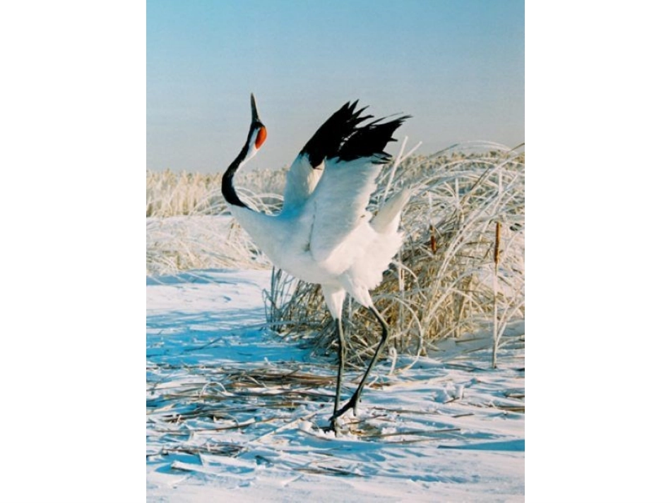 丹顶鹤 (2)_第2页