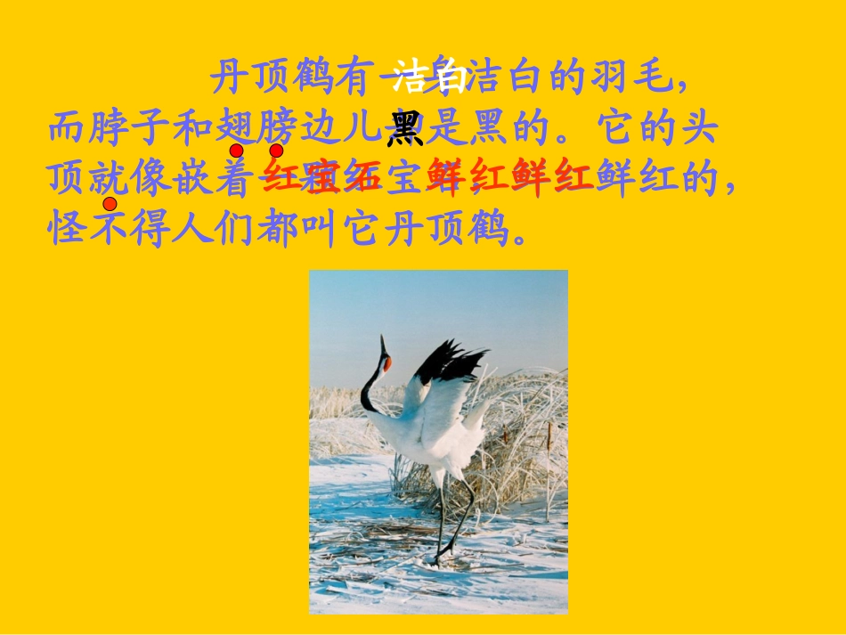 丹顶鹤 (2)_第3页