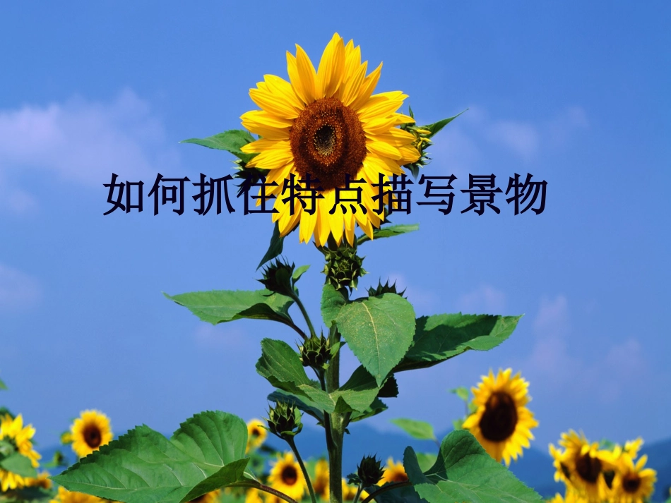 抓住特征景物描写_第1页