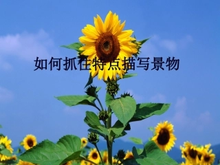 抓住特征景物描写