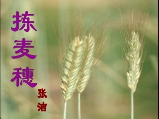 高中语文(拣麦穗)课件 粤教版 课件