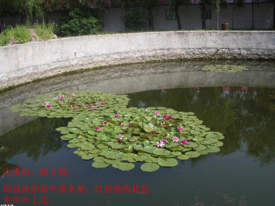 中班语言活动小鱼的幼儿园_第1页