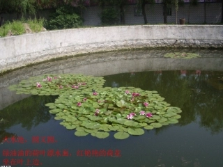 中班语言活动小鱼的幼儿园