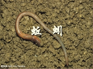 三年级上册24蚯蚓