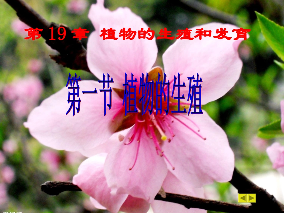植物的生殖课件_第2页