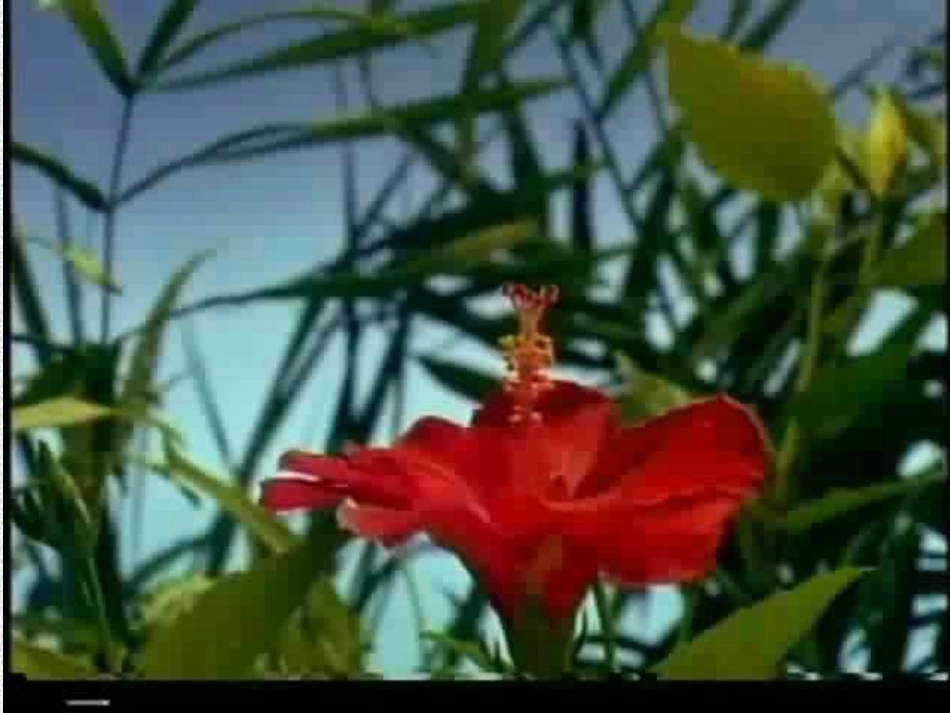 植物的生殖课件_第3页