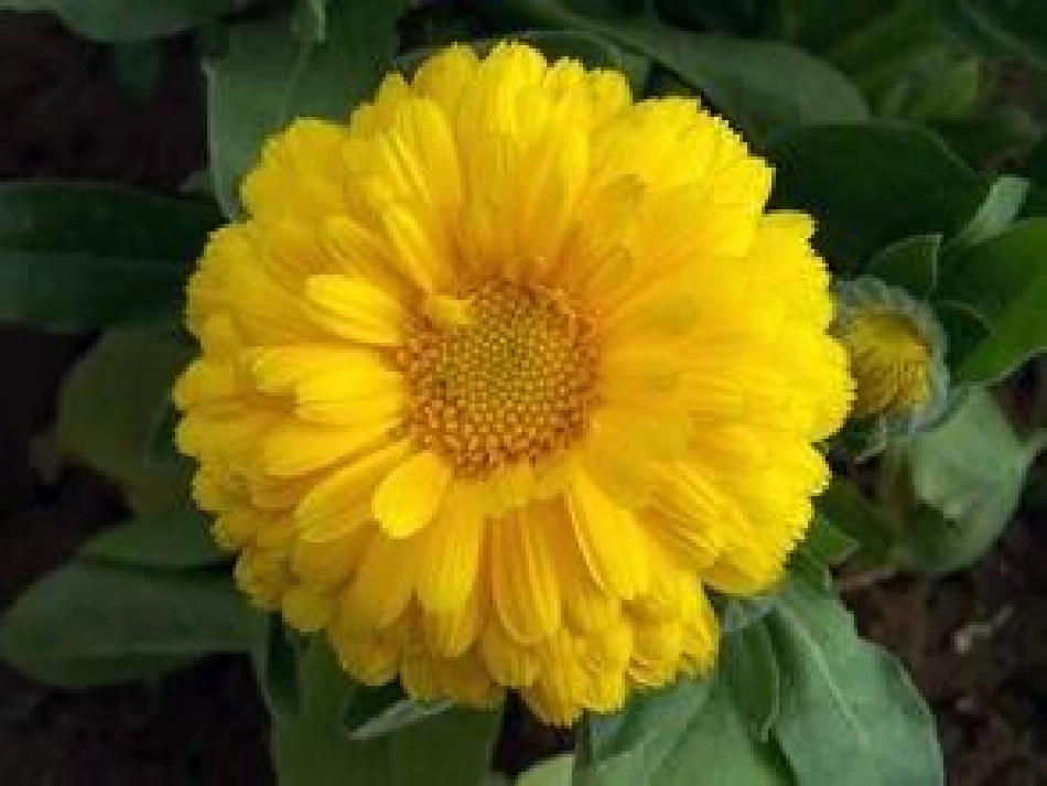 圆的认识（周晓群）_第2页