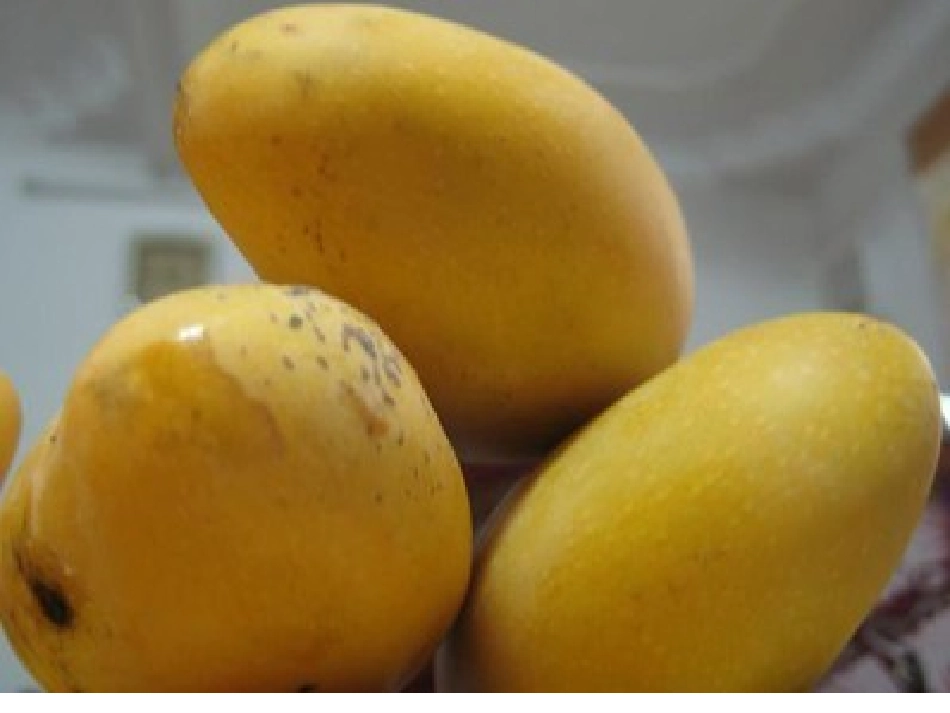 二年下学期作文-家乡的芒果1_第2页