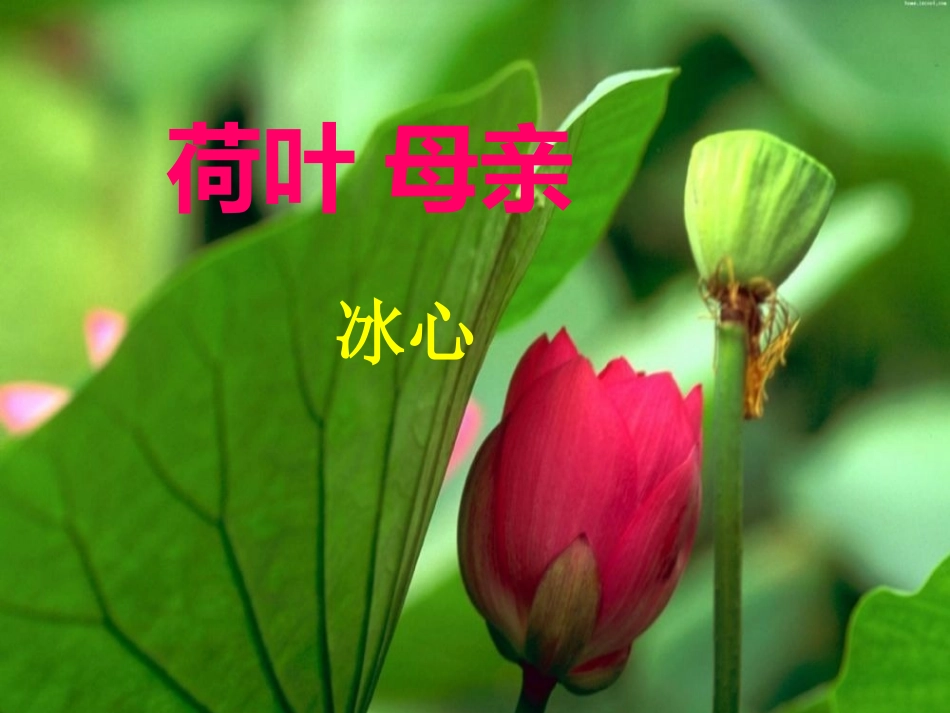 《荷叶母亲》_第2页