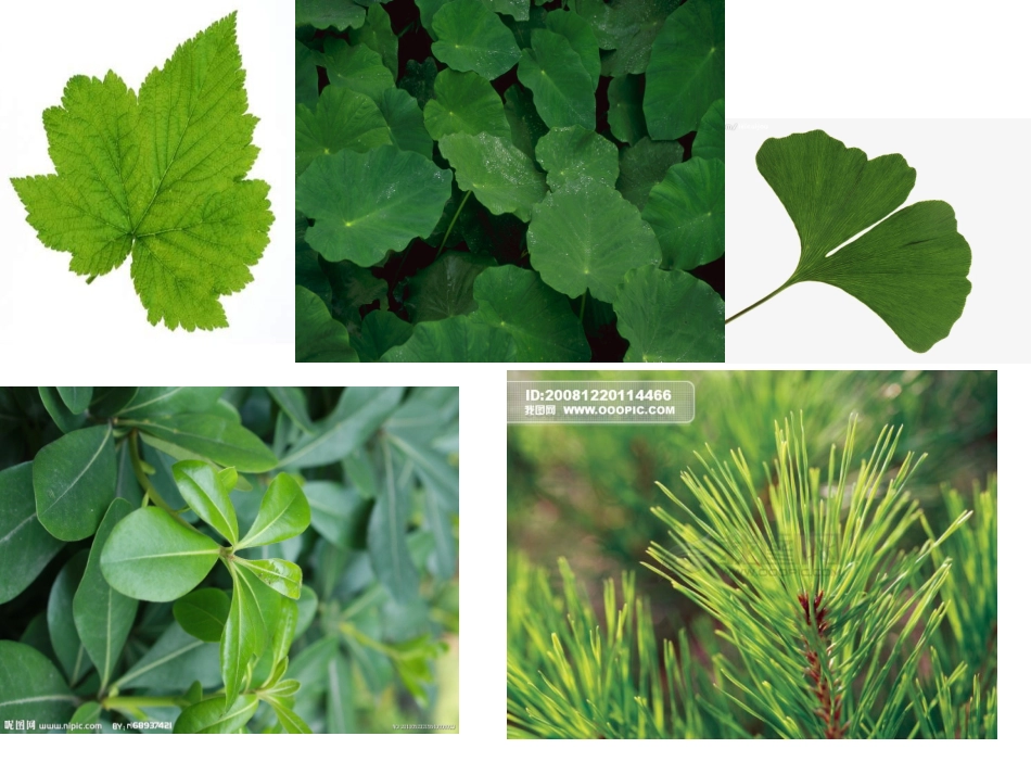 小松树和大松树_课件_第3页