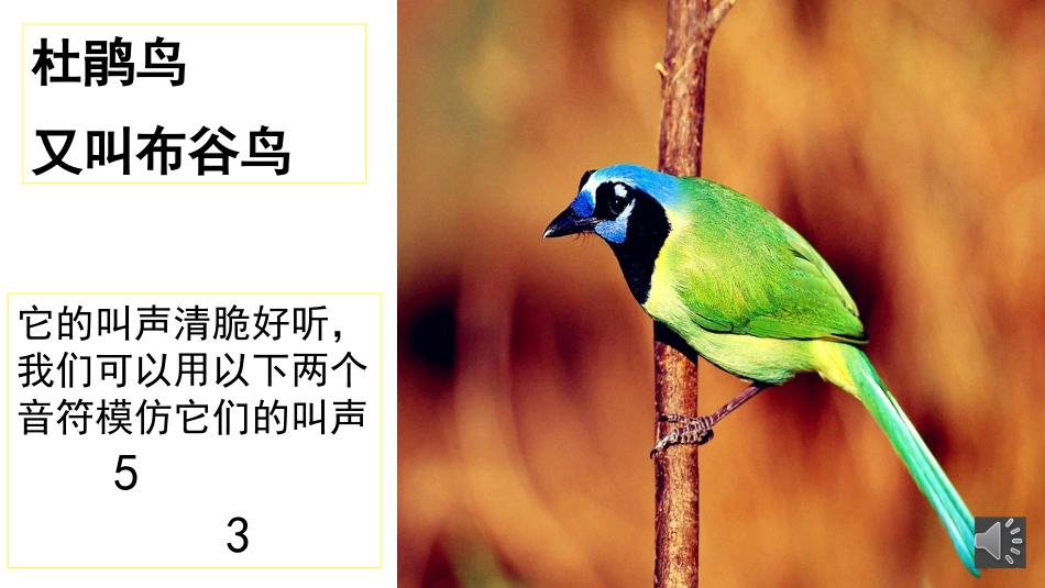 《顽皮的杜鹃》微课【合肥市亳州路小学戴婷】-副本_第3页