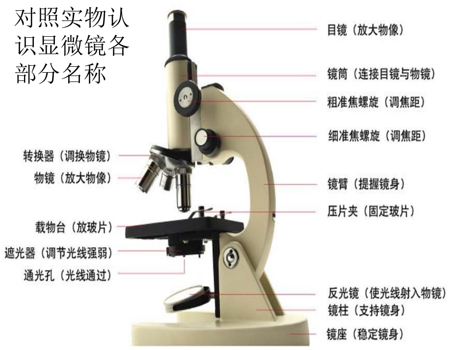 学习使用显微镜_第3页
