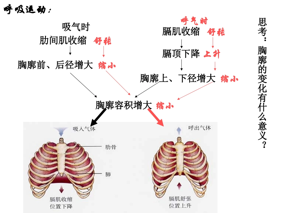 发生在肺内的气体交换 (2)_第3页