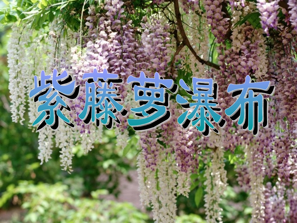 《紫藤萝瀑布》_第2页