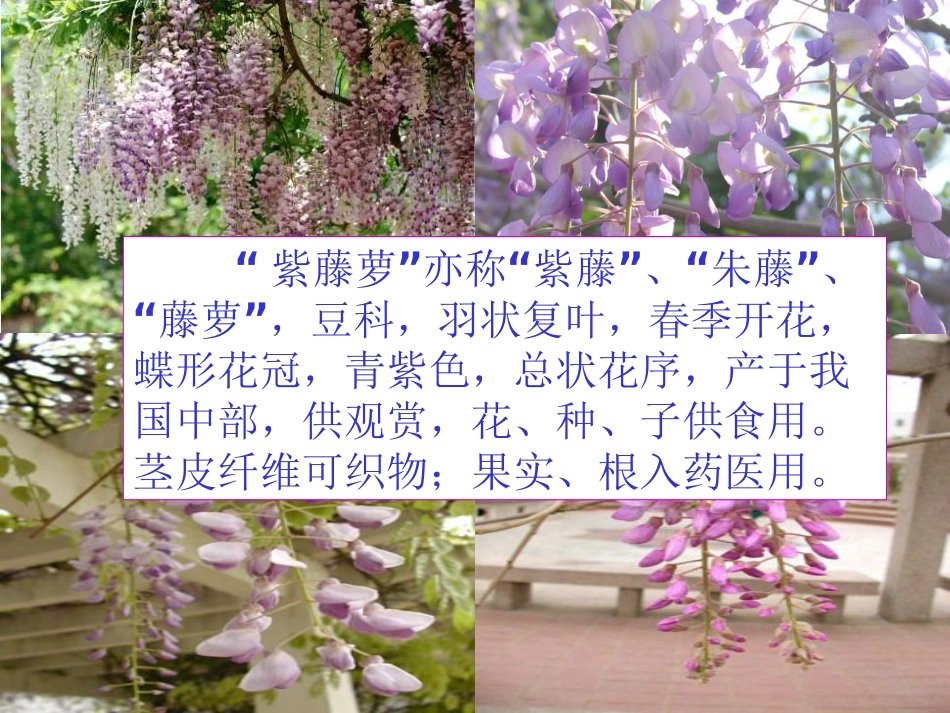 《紫藤萝瀑布》_第3页