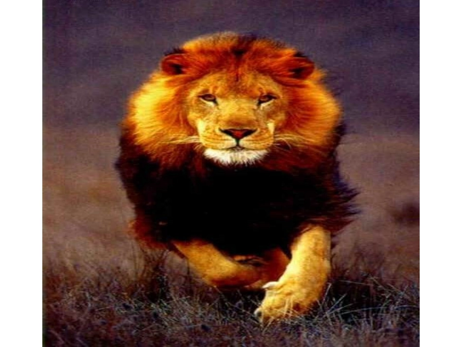 两只小狮子课件(新）_第2页