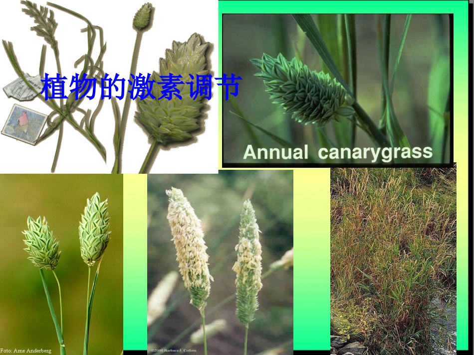 植物的激素调节_第1页