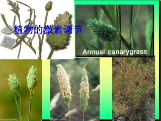 植物的激素调节