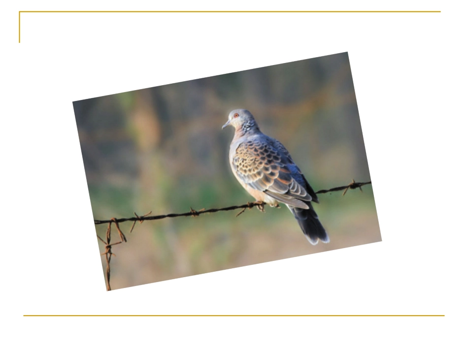 小斑鸠对我说PPT_第1页