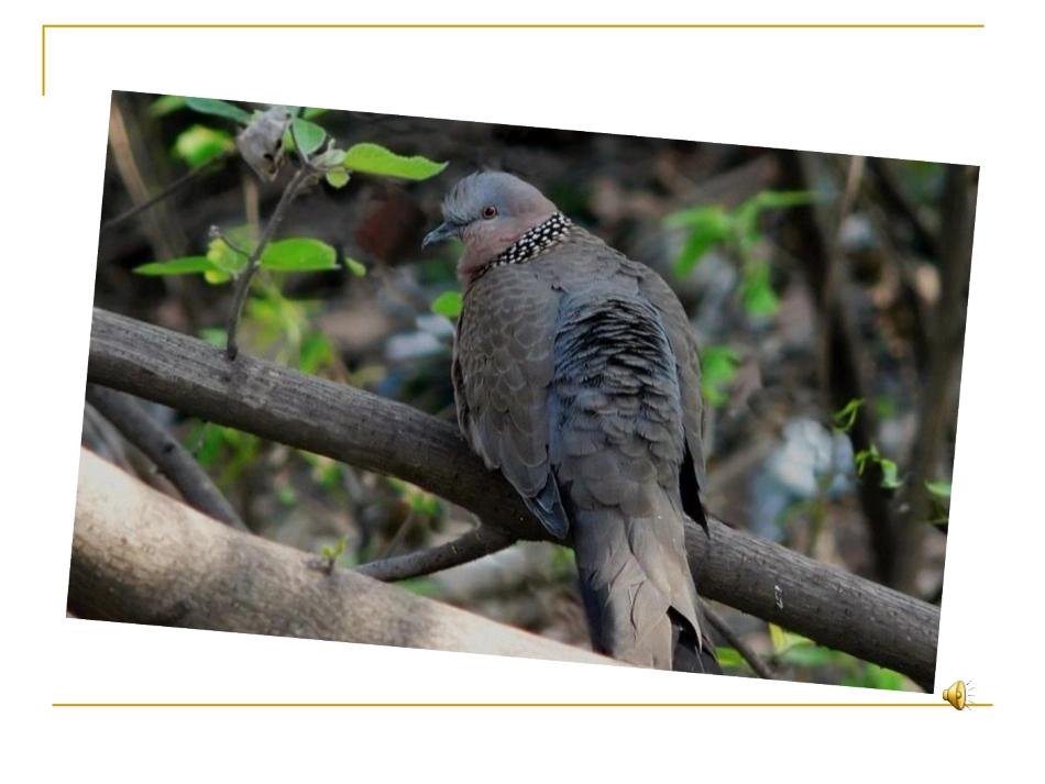 小斑鸠对我说PPT_第2页