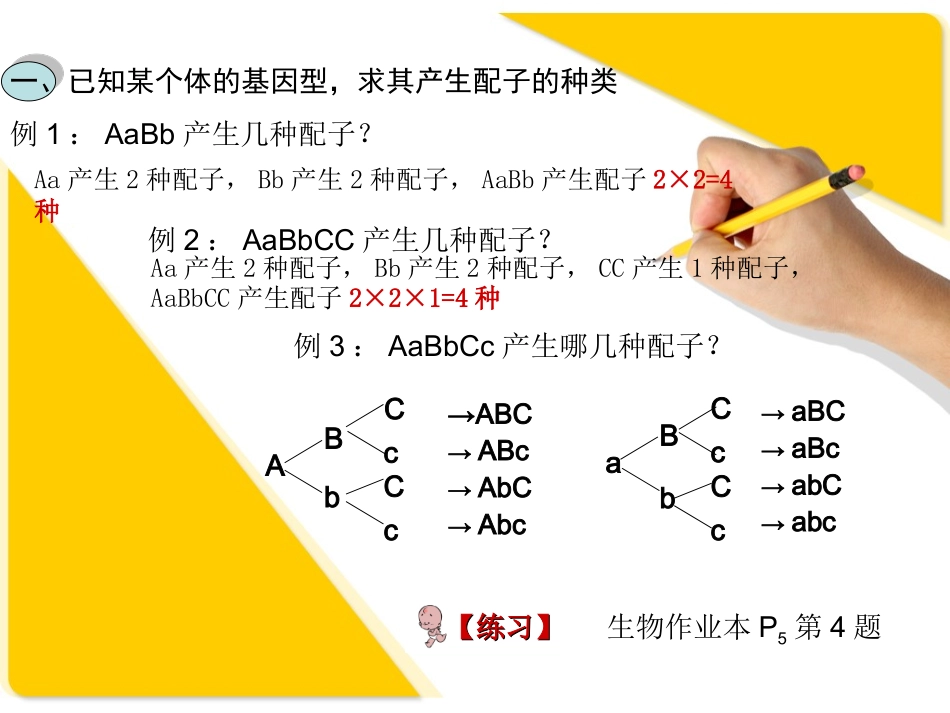 人教版_孟德尔自由组合定律(习题类型总结)—八种题型解决方案_第2页