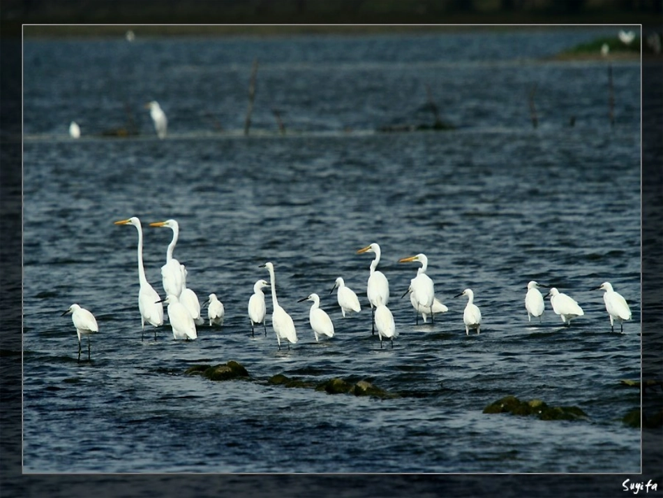最后一只白鹭鸶_第2页