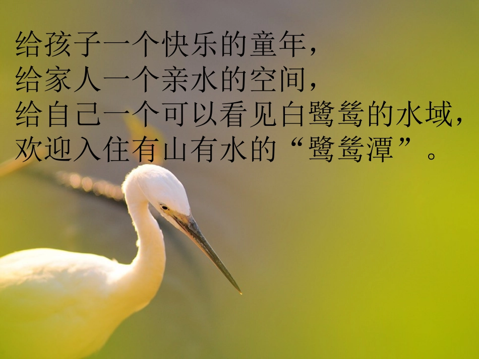 最后一只白鹭鸶_第3页