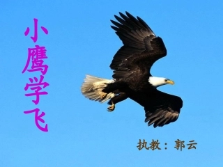 小鹰学飞91