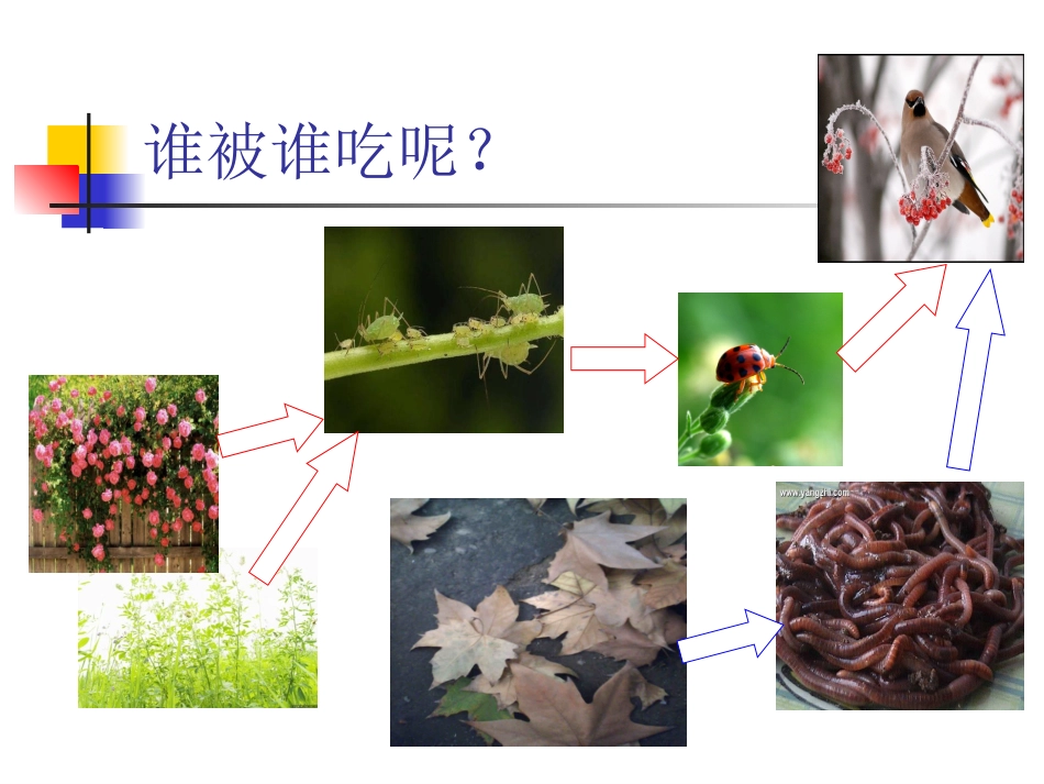 小学五年级科学上_第2页